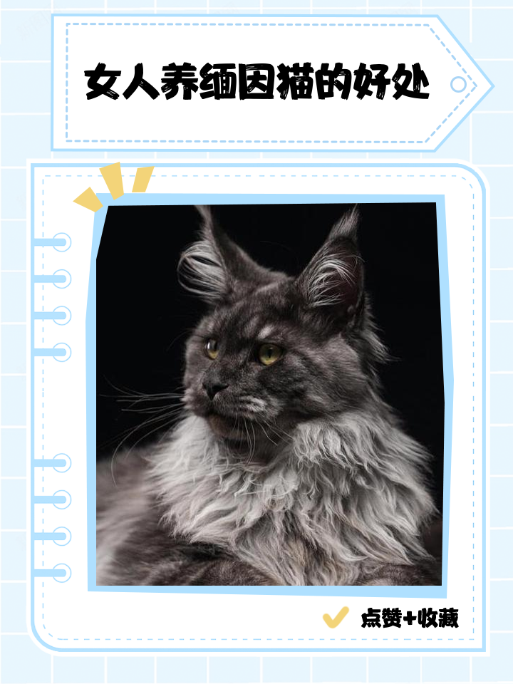 缅因猫为什么不能养呢？